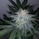 998 Bubba Kush x Chocolate Rain mmj strain