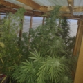 Reba F4 marijuana strain