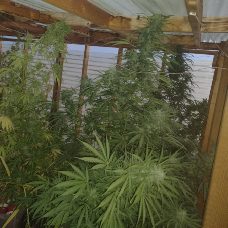 Reba F4 marijuana strain