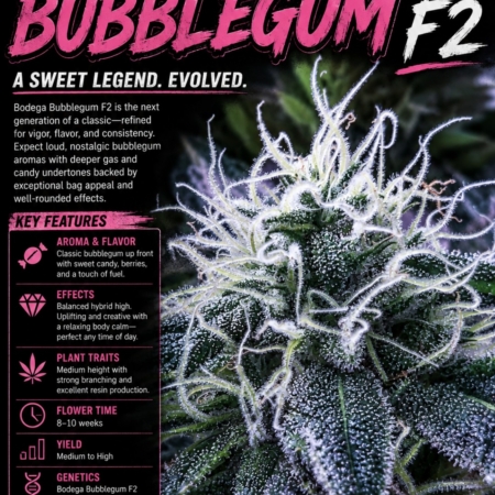 Bodega Bubblegum cannabis seeds