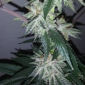 Pre 98 Bubba Kush x Chocolate rain seeds