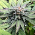 Pre 98' Bubba x Chocolate Rain mmj seeds