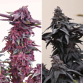 Super Deluxe F5 marijuana strain
