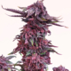 Super Deluxe F5 cannabis seeds