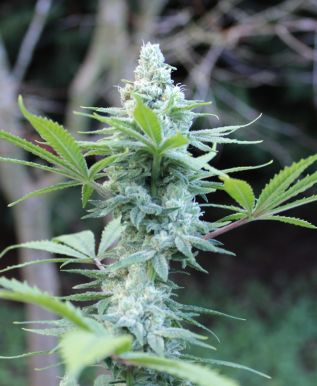 Cherry Berry Bubblegum Cheesecake cannabis strain