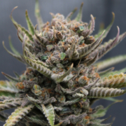 Lemon Cheesecake Bx cannabis seeds