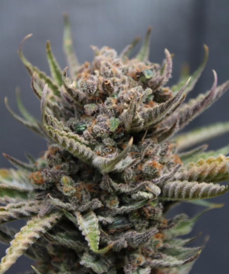 Lemon Cheesecake Bx cannabis seeds