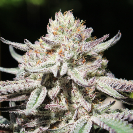 Purity marijuana seeds