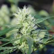 Blue Dream Preservation cannabis bud