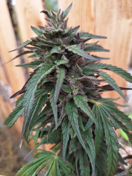 Afghani Blueberry cannabis seeds