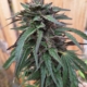 Afghani Blueberry cannabis seeds