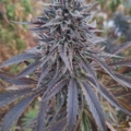 Reba x 88 G13 HP seeds