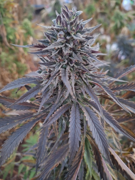 Reba x 88 G13 HP seeds