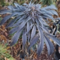 Afghan x Afghani cannabis seeds