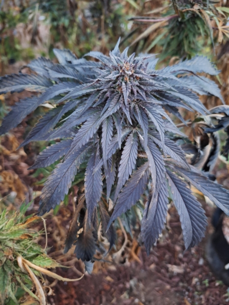 Afghan x Afghani cannabis seeds