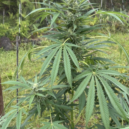 Strawberry Lavender cannabis seeds