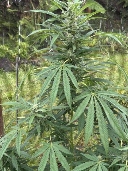 Strawberry Lavender cannabis seeds