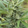 Sour Lavender mmj seeds