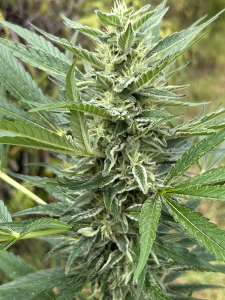 Sour Lavender mmj seeds