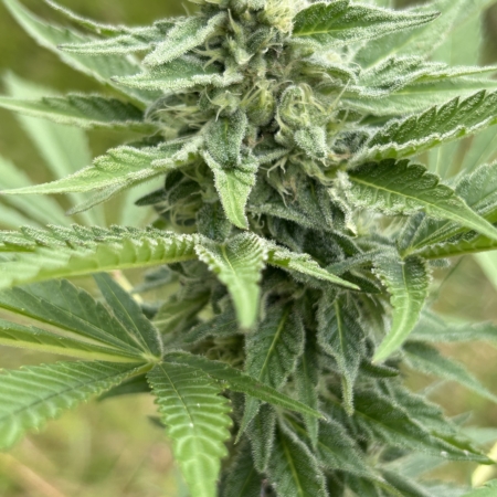 Lavender Moonshine cannabis seeds