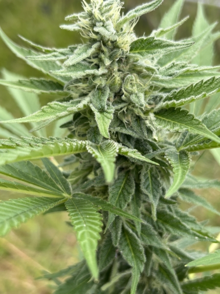 Lavender Moonshine cannabis seeds