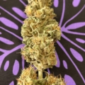Lavender Moonshine marijuana strain