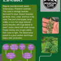 Strawberry Lavender marijuana seeds chart