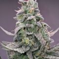 Aurora Berryalis cannabis seeds
