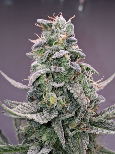 Aurora Berryalis cannabis seeds