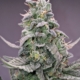 Aurora Berryalis cannabis seeds