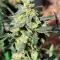 Grape Kush seeds | Twisted Tree Autoflowers