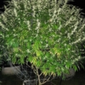 GSD F5 cannabis strain
