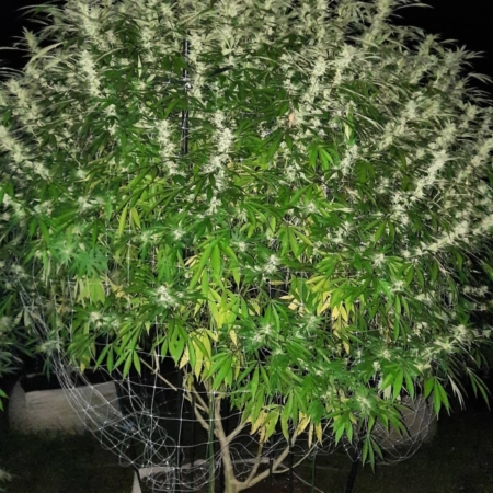 GSD F5 cannabis strain