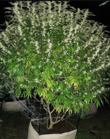 GSD F5 cannabis strain