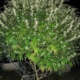 GSD F5 cannabis strain