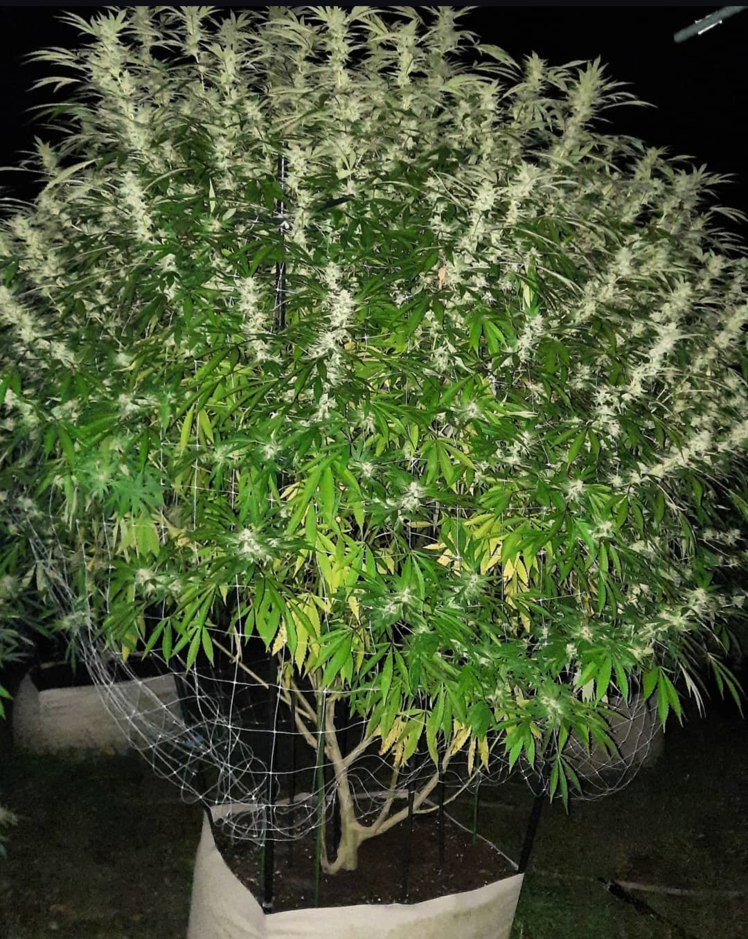 GSD F6 | Copa Genetics – Seeds For Me Seed Bank