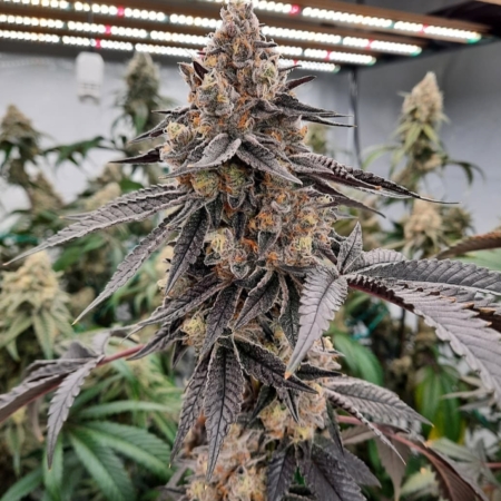 Ice Grape cannabis seeds