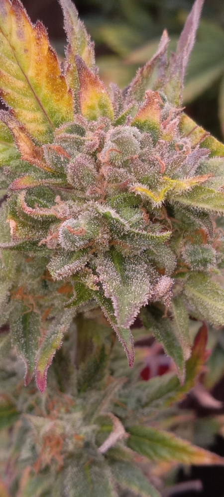 OG Kush Autoflower seeds