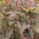 OG Kush Autoflower seeds