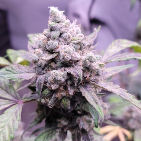 Twisted wedding seeds