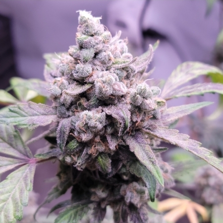 Twisted wedding seeds