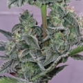 Aurora Berryalis mmj seeds