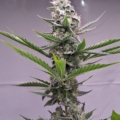 Aurora Berryalis strain