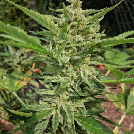 Grape Kush | Twisted Tree Autoflowers