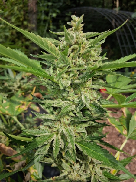 Grape Kush | Twisted Tree Autoflowers