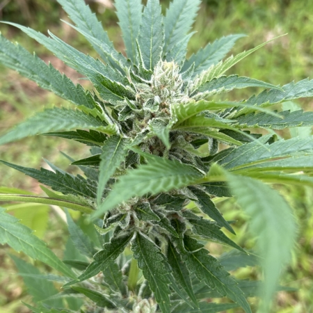 Lavender Lemon Larry cannabis seeds