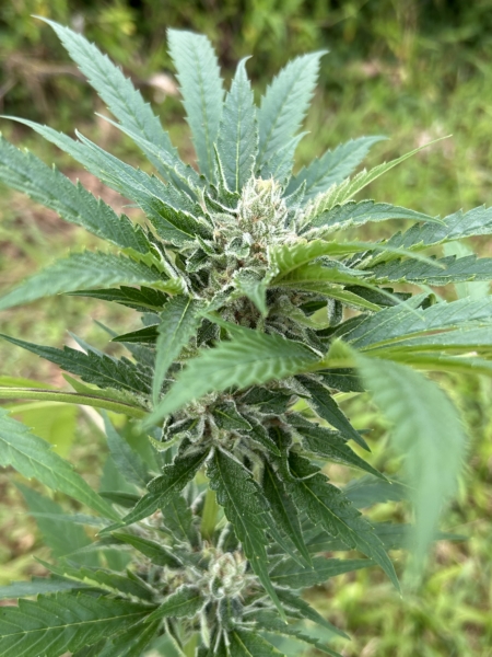 Lavender Lemon Larry cannabis seeds