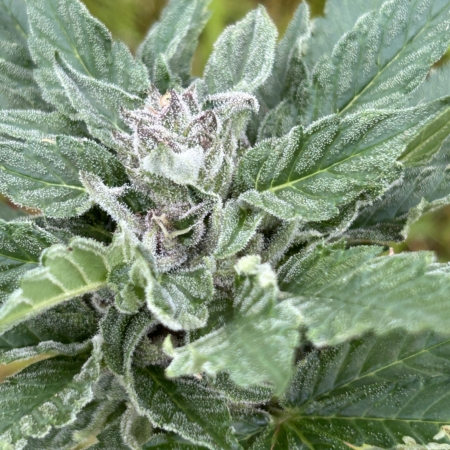 Sour Purple Peaches cannabis seeds