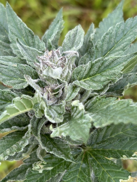 Sour Purple Peaches cannabis seeds