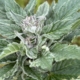 Sour Purple Peaches cannabis seeds